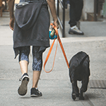 Sortie d’animaux de compagnie